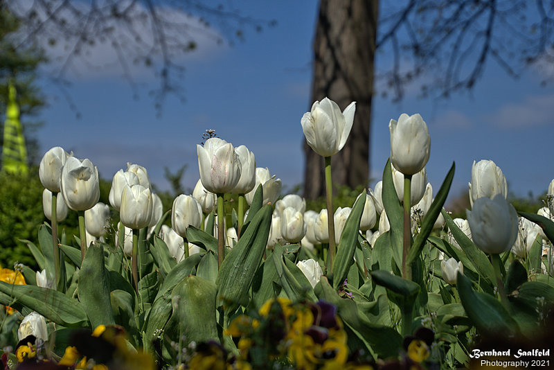 Bernhard Saalfeld - Tulpenpracht (9v9)